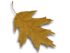 Captcha image 9999